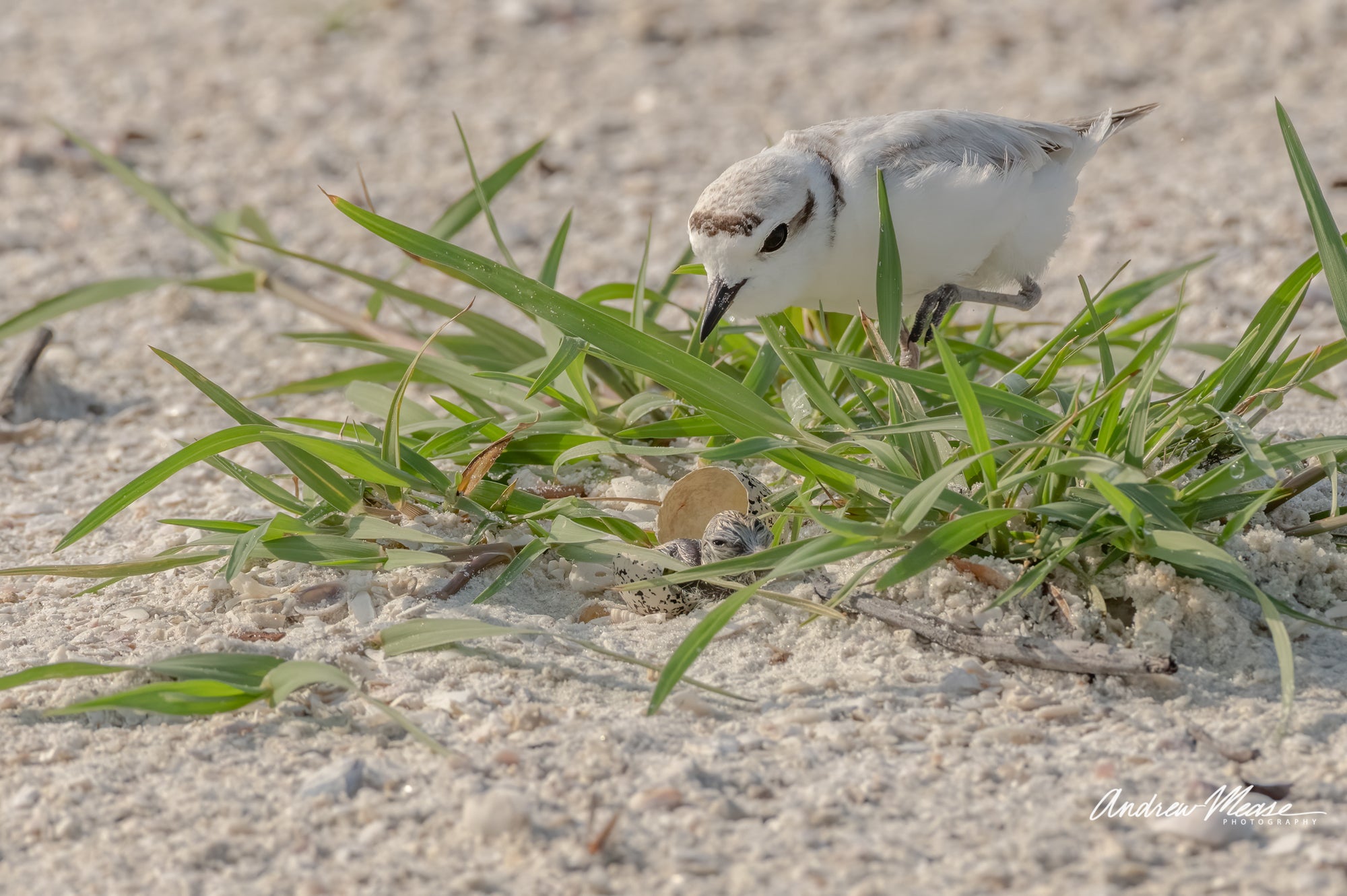 Snowy Plover Hatching