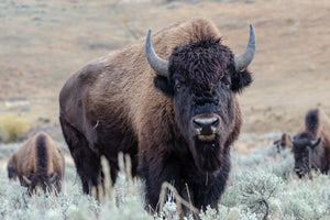 Wyoming Wildlife