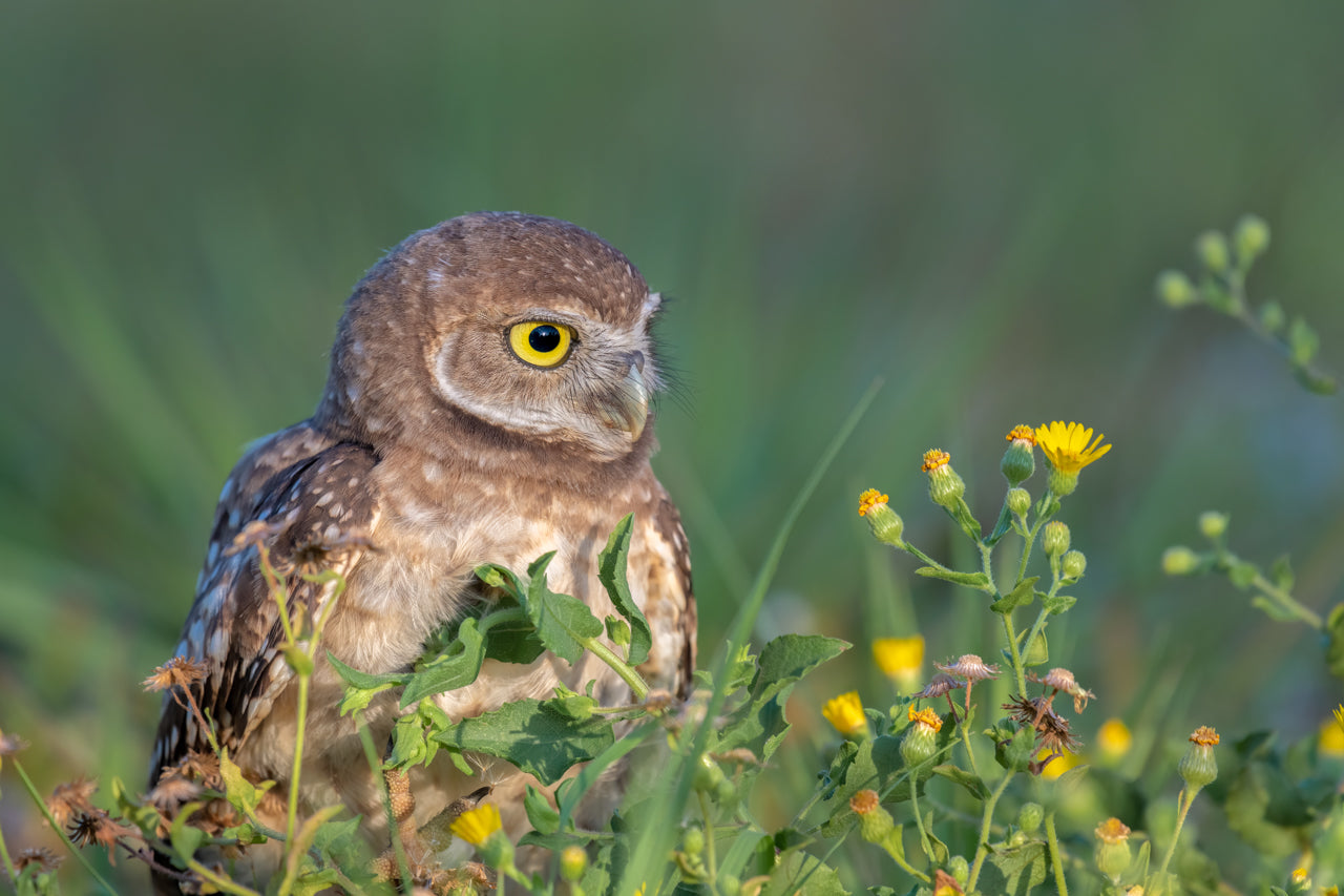 Burrowed in Flowers