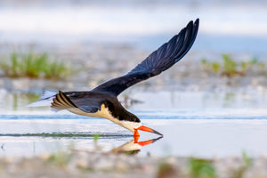 Skimmer Reflections