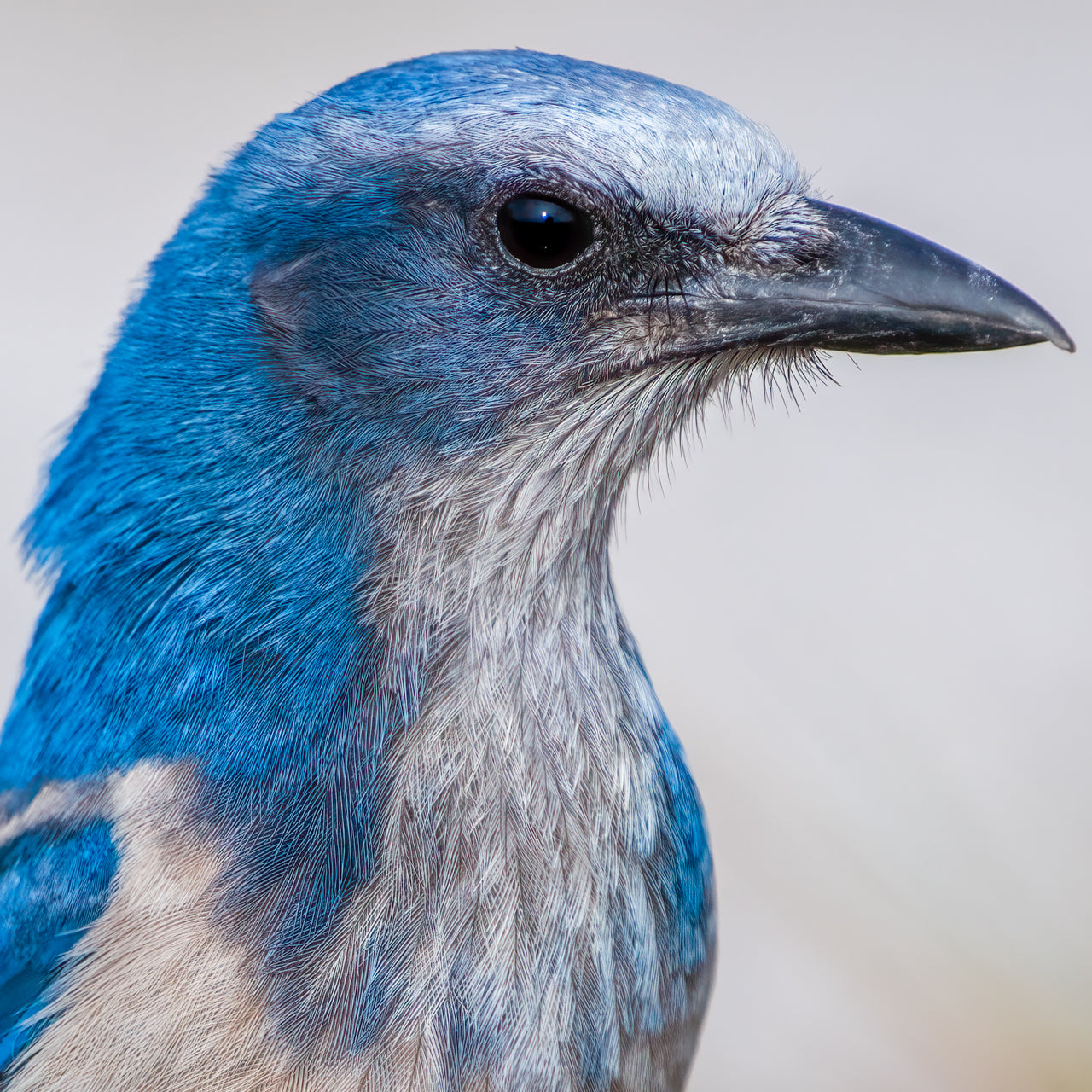 Florida Scrubjay