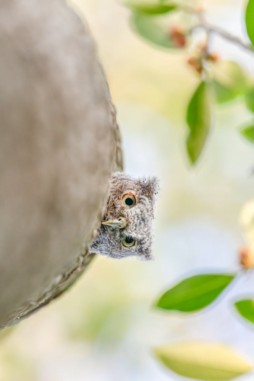 Tropical Lookout