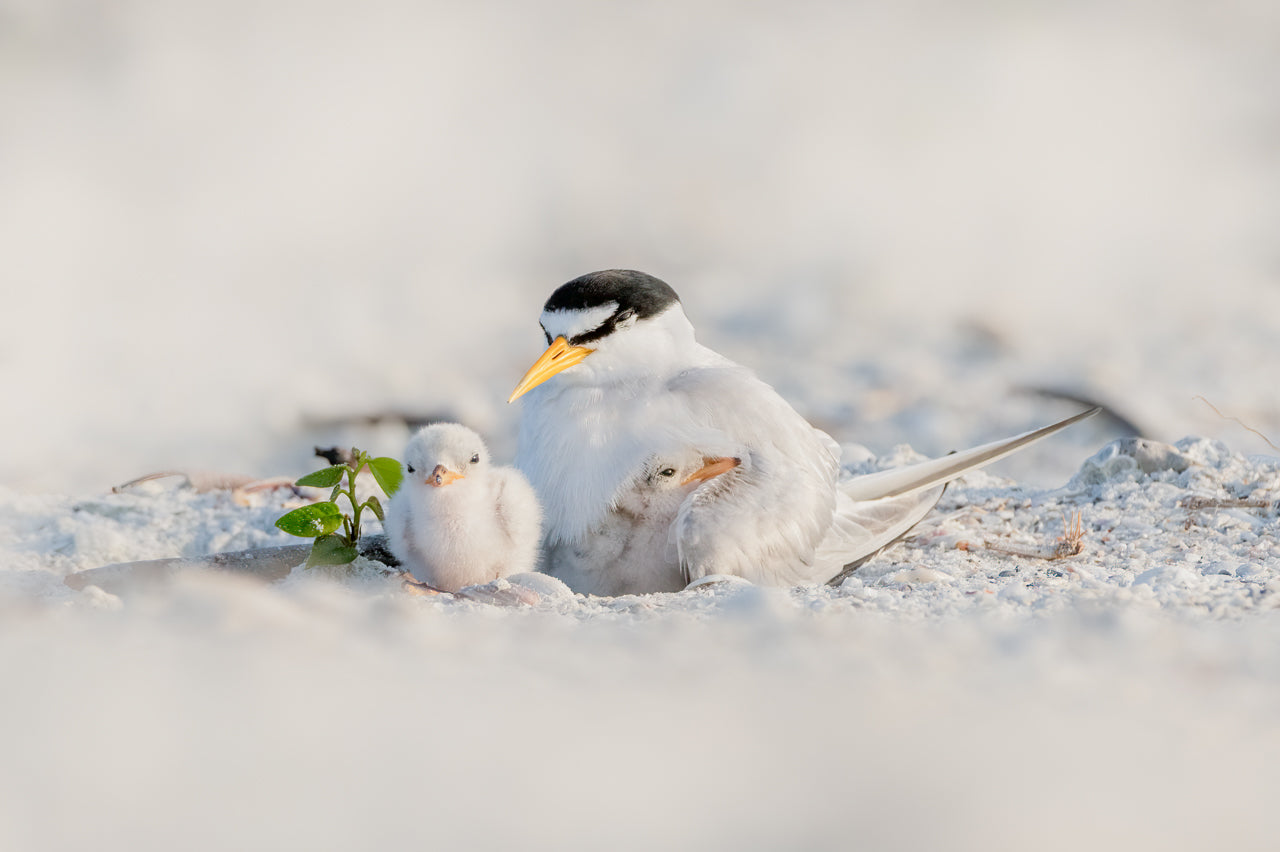 Tender Terns