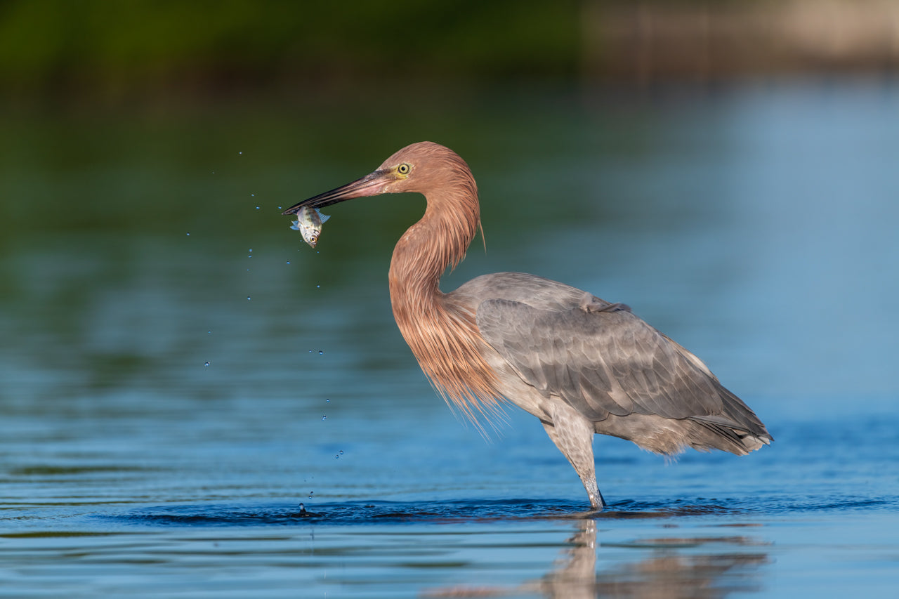 Reddish Catch