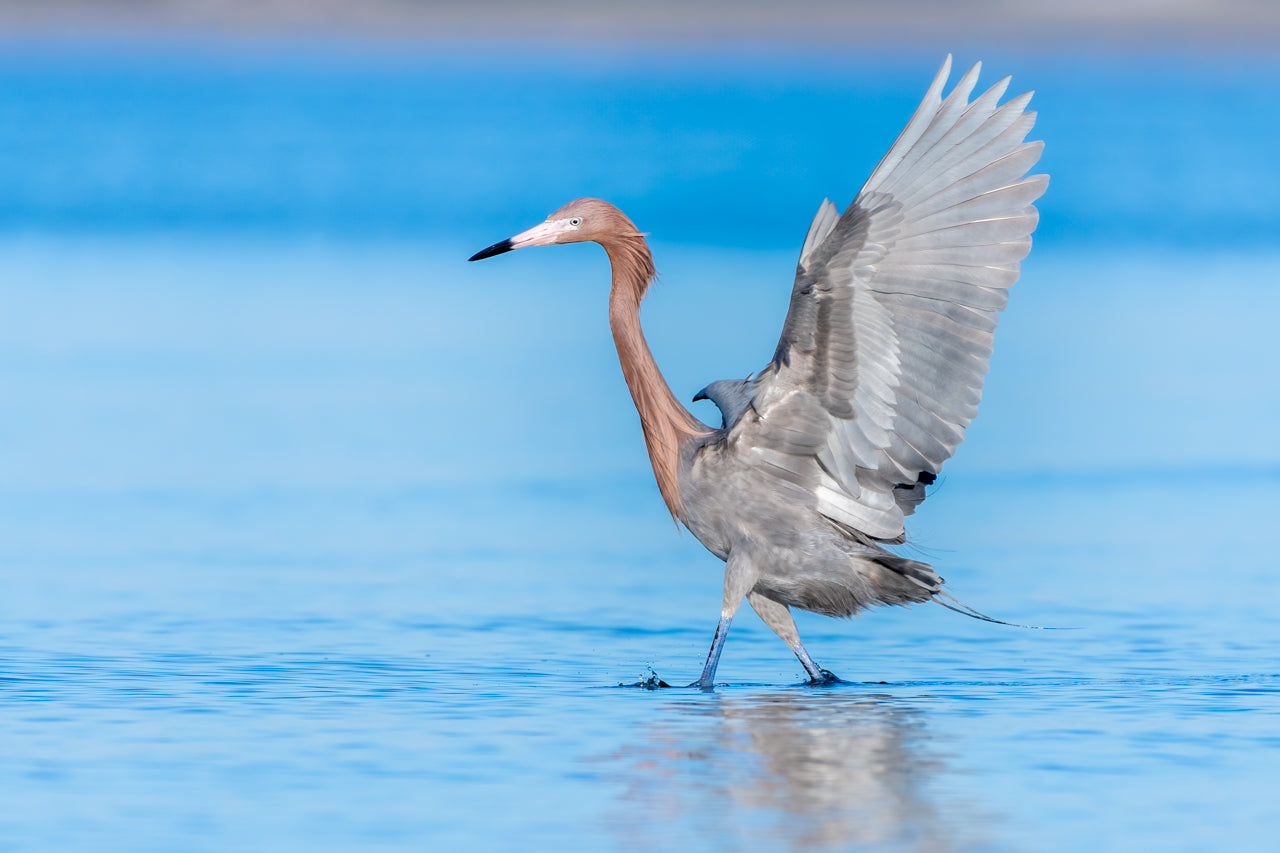 Morning Dance