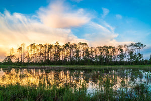 Slash Pine Sunrise