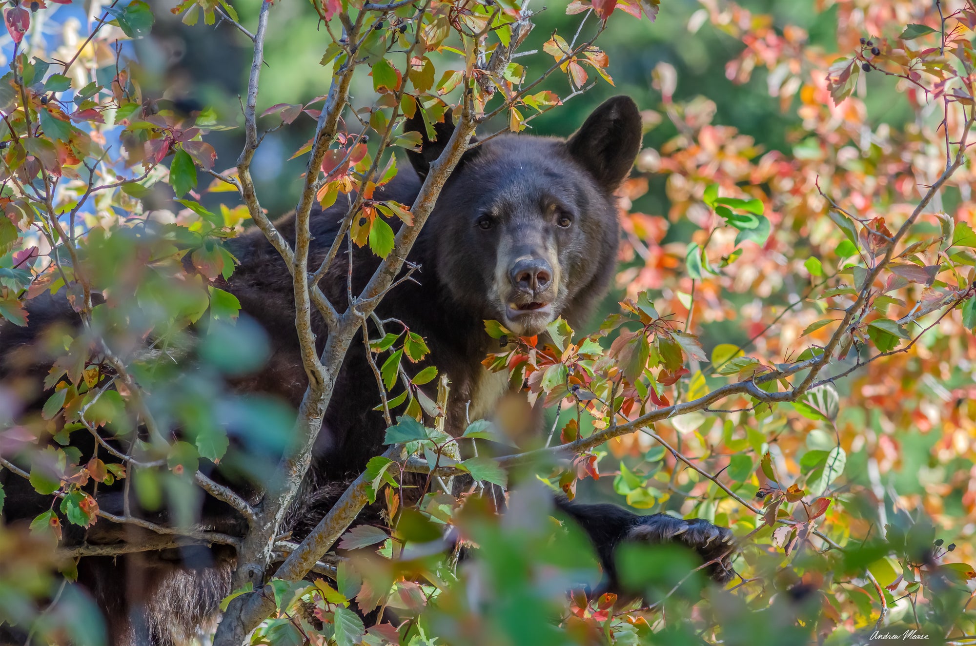 Bearly Autumn