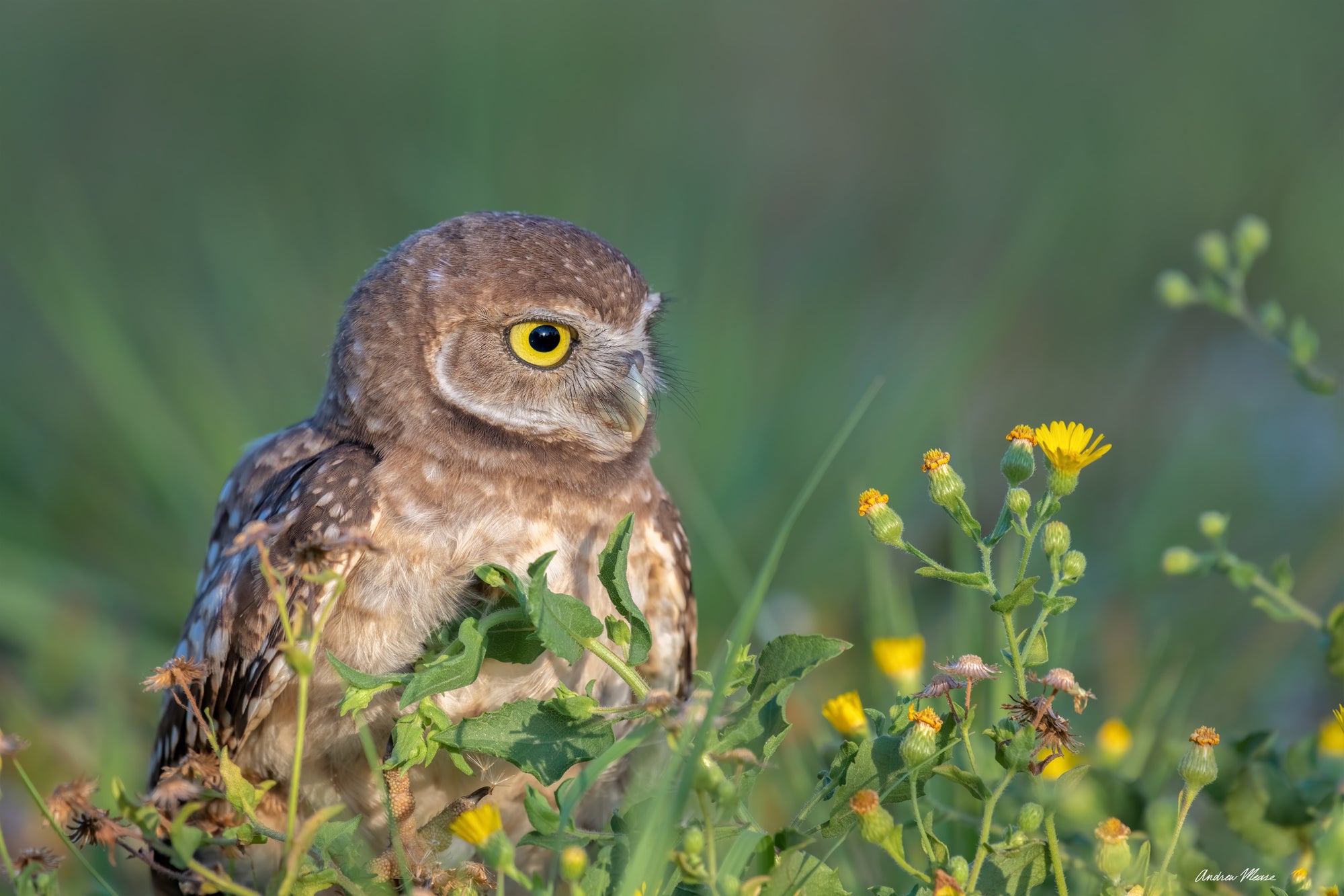 Burrowed in Flowers