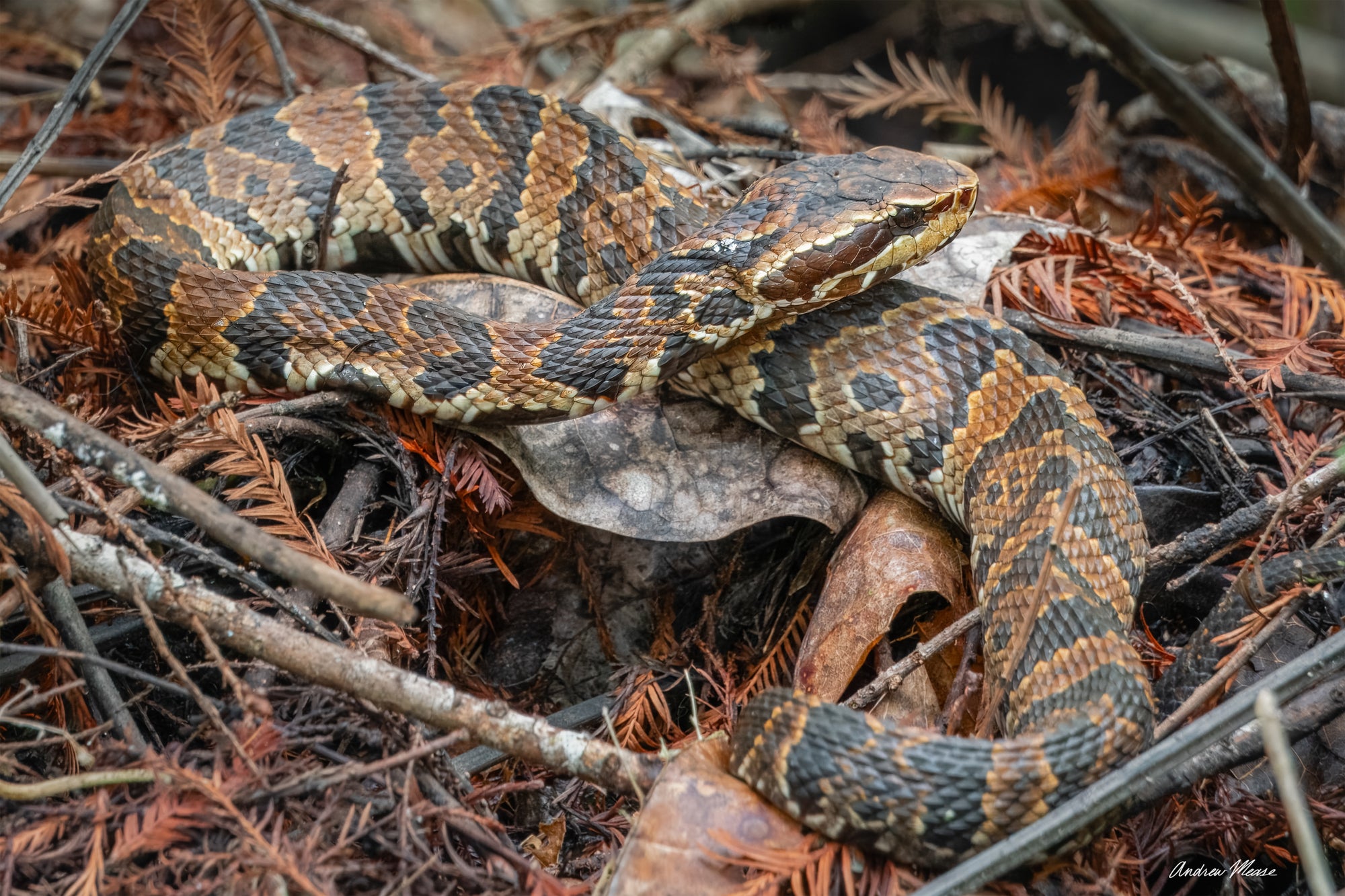 Cottonmouth Camouflage