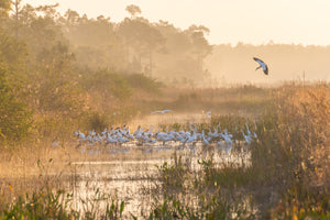 Misty Stork Sunrise