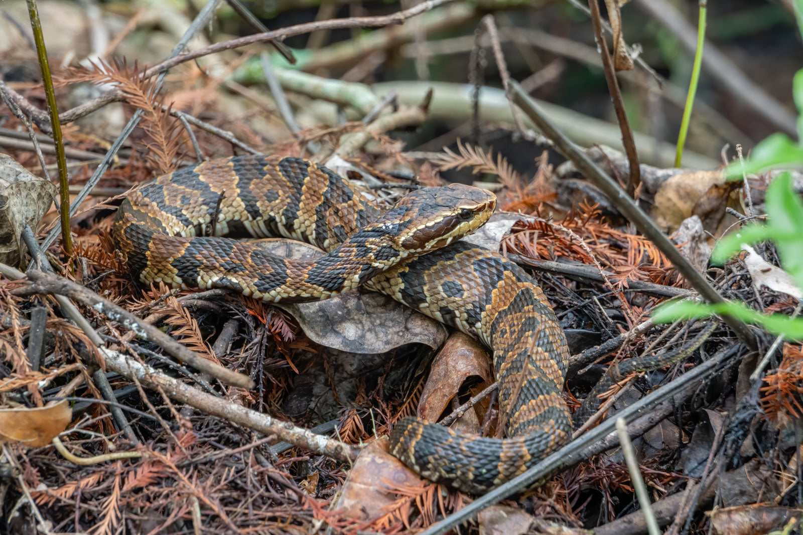 Cottonmouth Camouflage