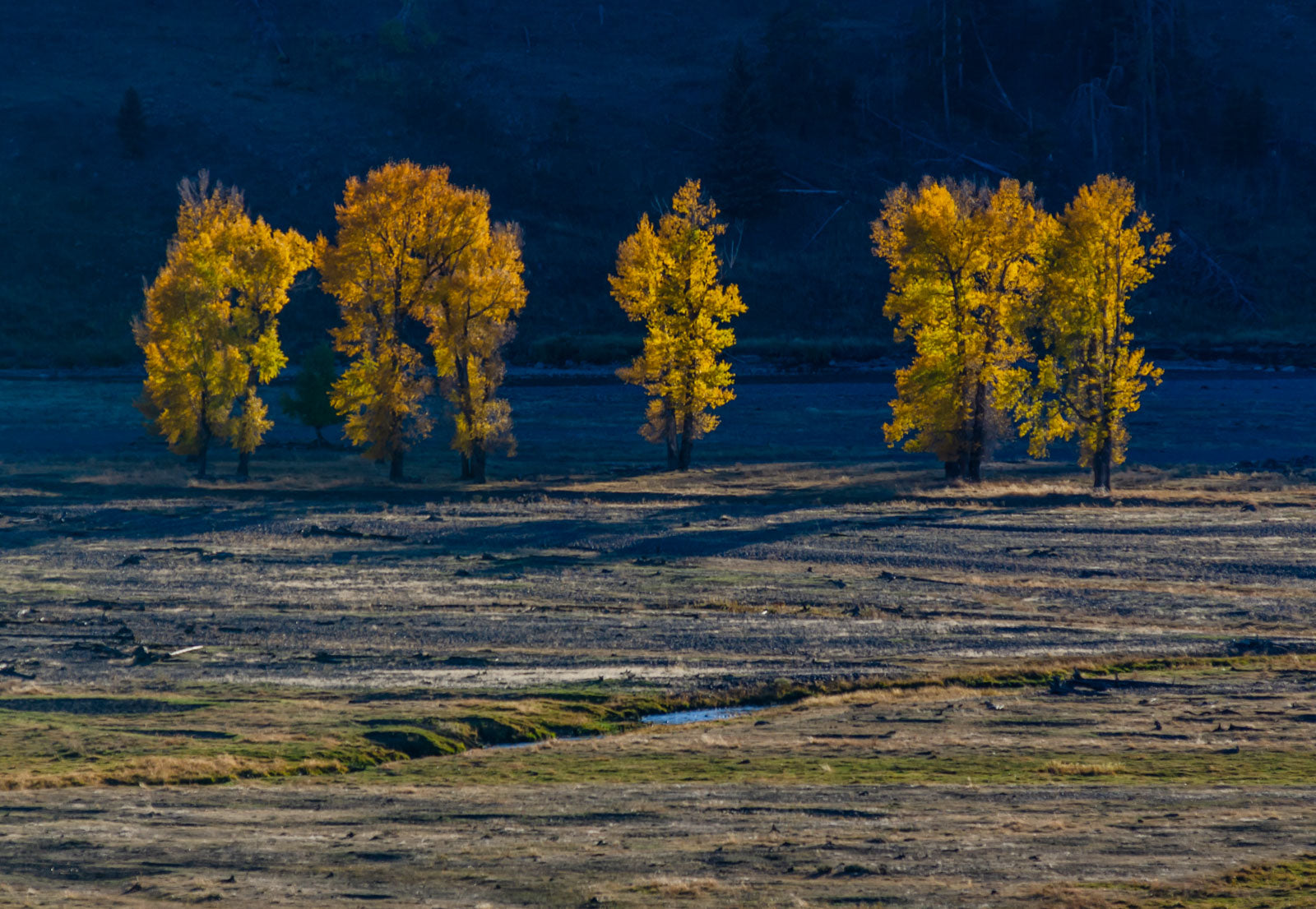 Cottonwood Shadows