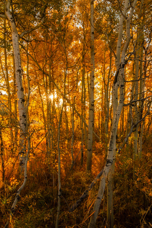 Oxbow Fall Birches - Vertical