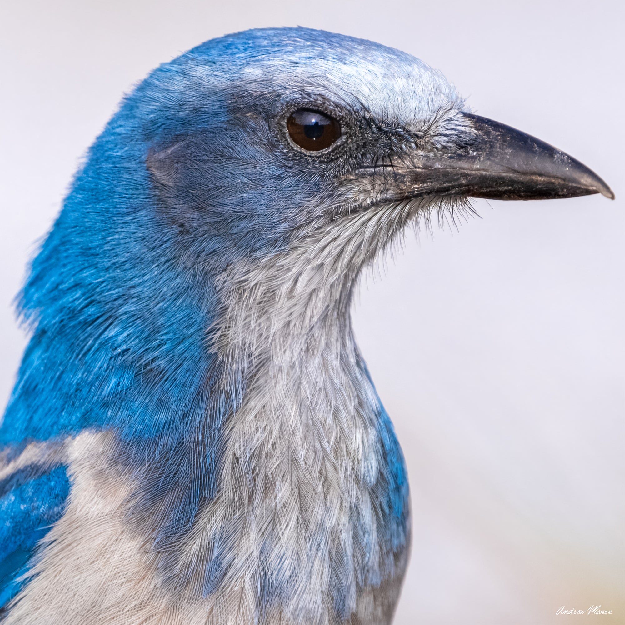 Florida Scrubjay