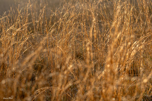 Golden Grass