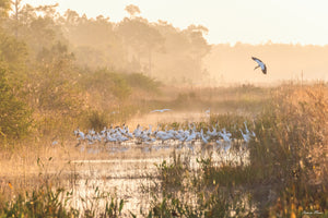 Misty Stork Sunrise