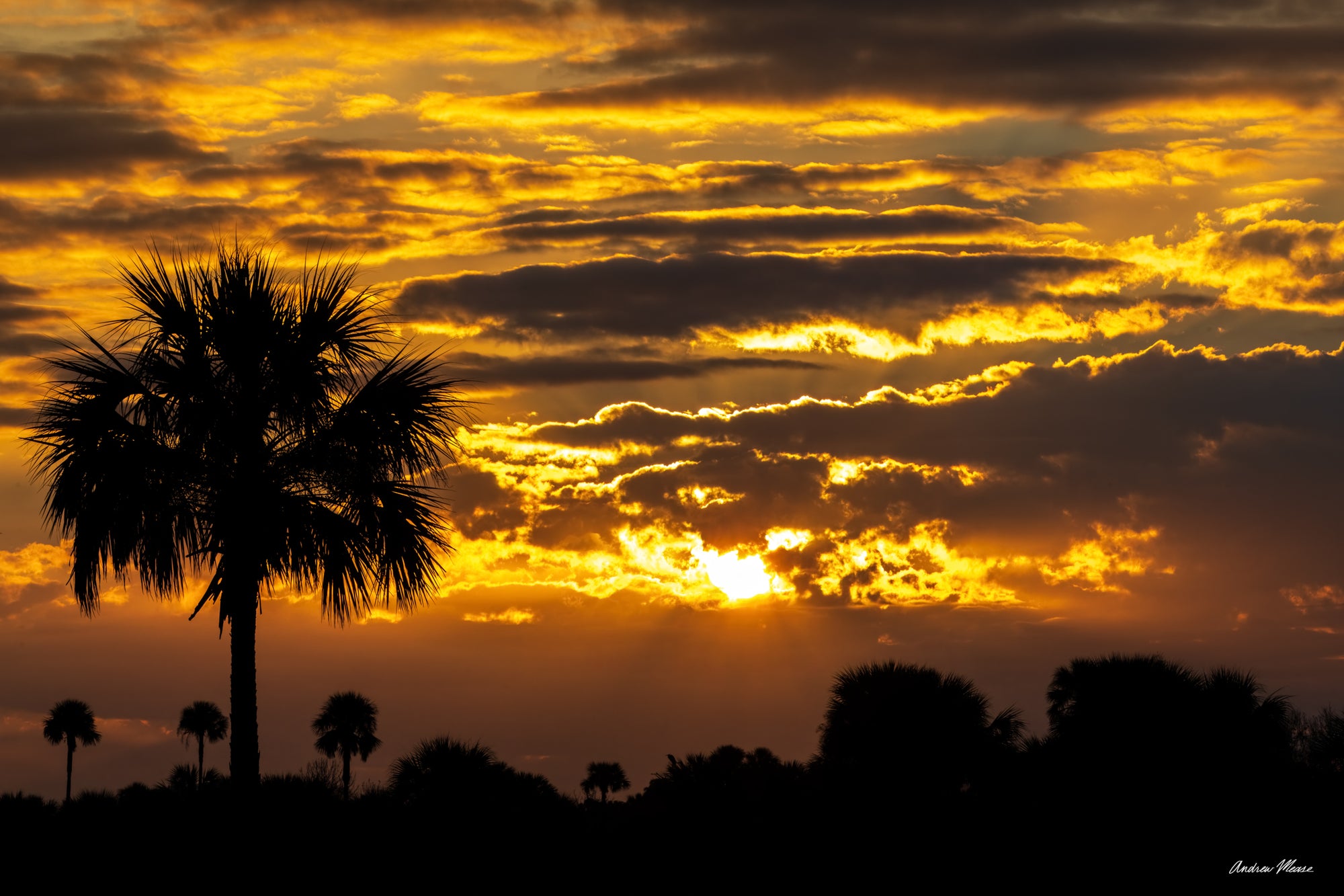 Palm Silhouettes