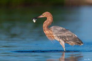 Reddish Catch