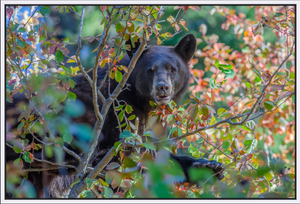 Bearly Autumn