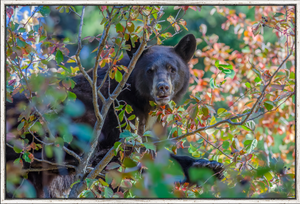 Bearly Autumn