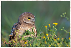 Burrowed in Flowers