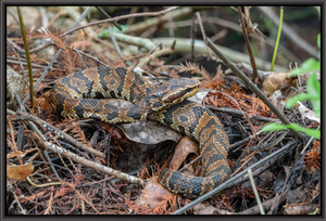 Cottonmouth Camouflage