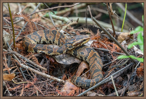 Cottonmouth Camouflage