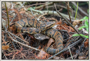 Cottonmouth Camouflage