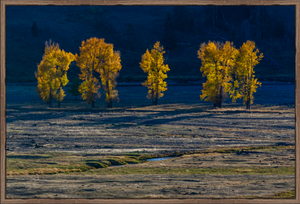 Cottonwood Shadows