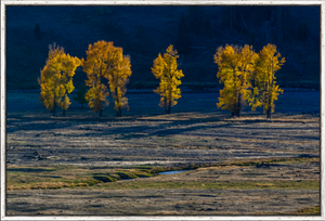 Cottonwood Shadows