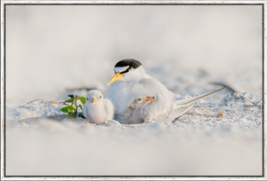 Tender Terns