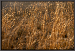 Golden Grass