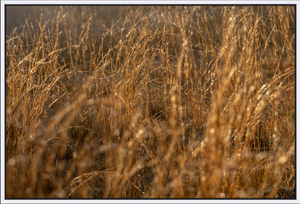 Golden Grass