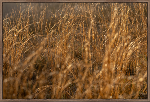 Golden Grass