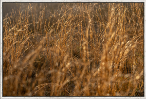 Golden Grass