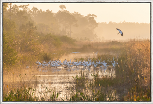 Misty Stork Sunrise