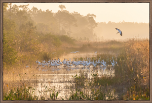 Misty Stork Sunrise