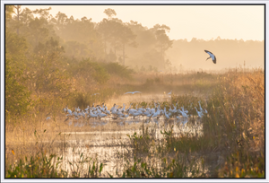 Misty Stork Sunrise