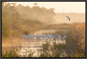 Misty Stork Sunrise