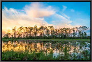 Slash Pine Sunrise