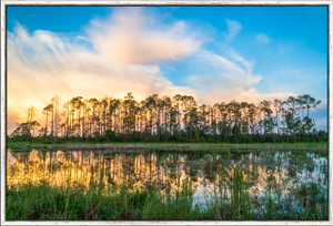 Slash Pine Sunrise