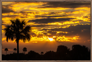 Palm Silhouettes