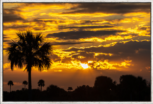 Palm Silhouettes