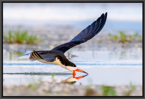 Skimmer Reflections