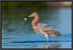 Reddish Catch