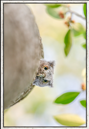 Tropical Lookout