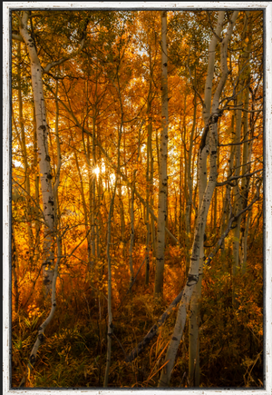 Oxbow Fall Birches - Vertical