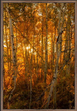 Oxbow Fall Birches - Vertical