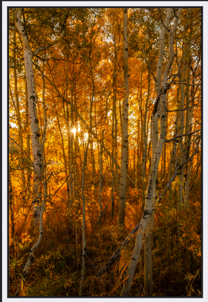 Oxbow Fall Birches - Vertical