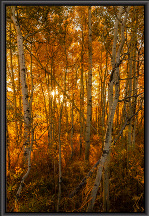 Oxbow Fall Birches - Vertical